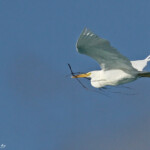 Aigrette sacrée en vol devant la pension Cécile