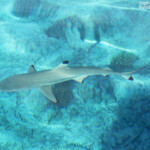 Requin à pointe noire au petit matin devant la pension Cécile