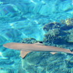 Requin à pointe noire au petit matin devant la pension Cécile