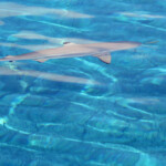 Requin à pointe noire au petit matin devant la pension Cécile
