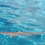 Requin à pointe noire au petit matin devant la pension Cécile