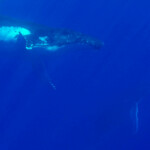 Mégaptère à Bora Bora