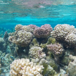 Jardin de corail dans le lagon de Maupiti