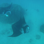 Raie Manta, passe de Maupiti