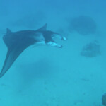 Raie Manta, passe de Maupiti