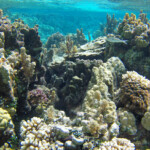 Jardin de corail dans le lagon de Maupiti