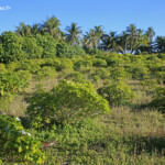 Culture de Tiare, Maupiti