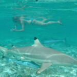 Requin à pointe noire, Bora Bora