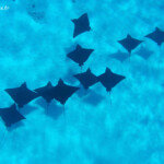 Raies aigles, Bora Bora