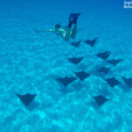 Raies aigles, Bora Bora