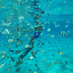 Jardin de corail, Bora Bora