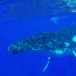 Mégaptère à Bora Bora