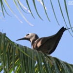 Noddi brun, Bora Bora