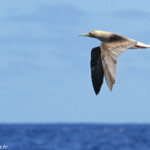 Fou à pieds rouges, Bora Bora