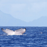 Mégaptère à Bora Bora