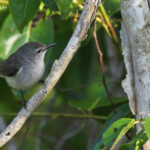 Gérygone mélanésienne