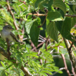 Gérygone mélanésienne