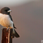 Langrayen à ventre blanc, appelée également hirondelle bussière
