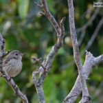 Siffleur à ventre roux, Poya