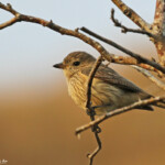 Siffleur à ventre roux, Poya