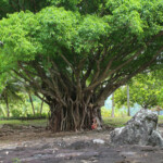 Marae sacré de Taputapuatea