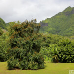 Marae sacré de Taputapuatea
