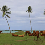Balade autour de Raiatea