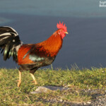 Le coq doré, omniprésent sur les îles sous le vent