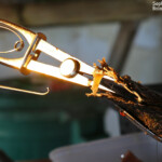 Culture de la perle de Tahiti