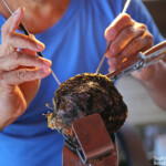 Culture de la perle de Tahiti