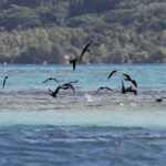 Groupe de noddis noirs