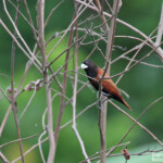 Capucin à tête noire, Santo