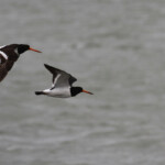 Huîtriers de Finsch, journeys end