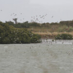 Vol de limicoles, journeys end