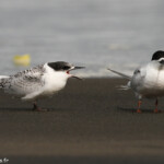 J'ai faim ! Débrouille toi !