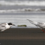 Sterne tara, Muriwai