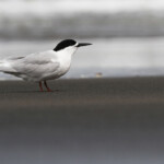 Sterne tara, Muriwai