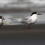 Sterne tara, Muriwai