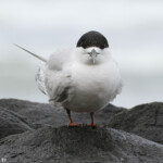 Sterne tara, Muriwai