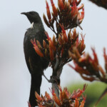 Méliphage tui, Muriwai