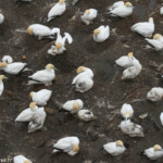 Colonie de fou austral