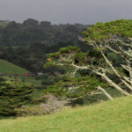 Sur la route de Muriwai