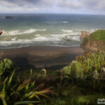 Muriwai
