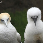 Fou austral et son jeune