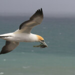Un peu de salade après les fêtes