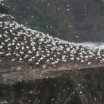 it's snowing for Christmas