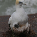 Fou austral et son poussin