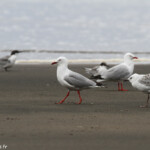 Mouette scopuline