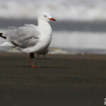 Mouette scopuline
