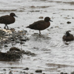 Sarcelle brune, Tawharanui